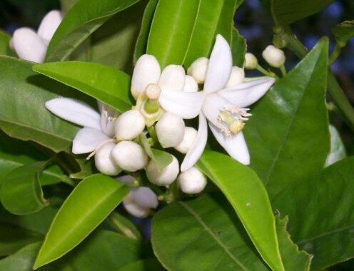 Citroník číský - Citrus sinensis