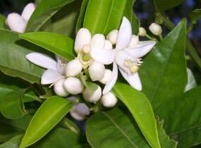 Citroník číský - Citrus sinensis