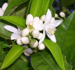 Citroník číský - Citrus sinensis