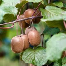 Aktinidie lahodná, kiwi - samosprašná 'Boskoop' - Actinidia deliciosa 'Boskoop'