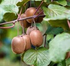 Aktinidie lahodná, kiwi - samosprašná 'Boskoop'