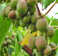 Aktinidie význačná, kiwi - samičí 'Weiki'