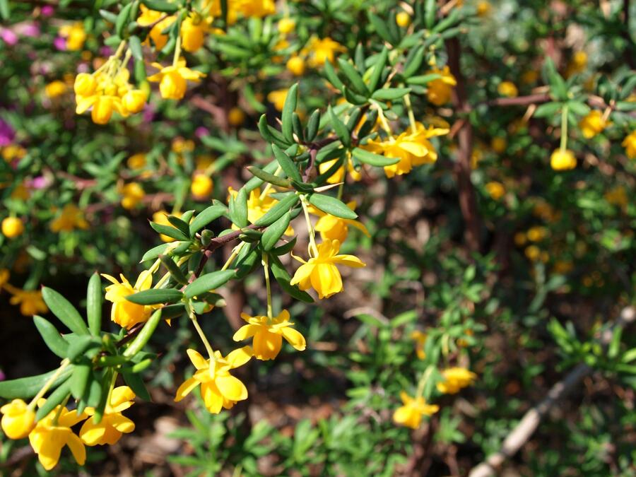 Dřišťál úzkolistý - Berberis stenophylla