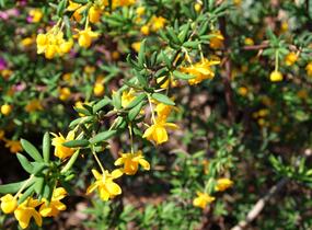 Dřišťál úzkolistý - Berberis stenophylla