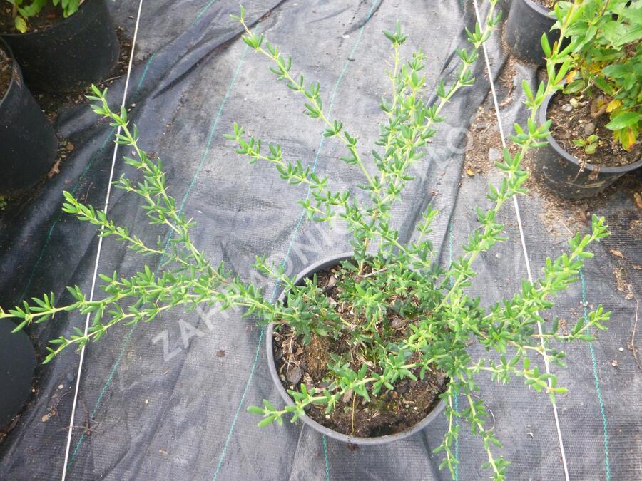 Dřišťál úzkolistý - Berberis stenophylla