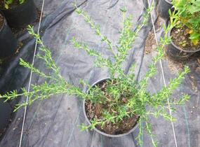 Dřišťál úzkolistý - Berberis stenophylla