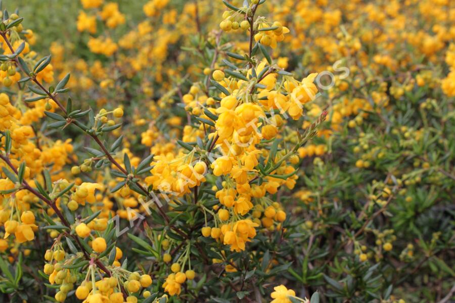 Dřišťál úzkolistý - Berberis stenophylla