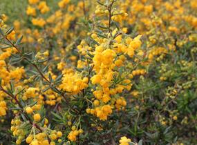 Dřišťál úzkolistý - Berberis stenophylla