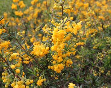 Dřišťál úzkolistý