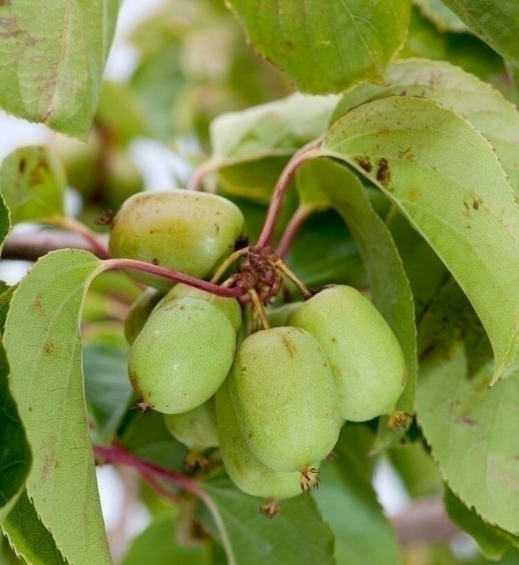 Aktinidie význačná, kiwi - samosprašná 'Kiwi Bes' - Actinidia arguta 'Kiwi Bes'