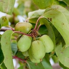 Aktinidie význačná, kiwi - samosprašná 'Kiwi Bes' - Actinidia arguta 'Kiwi Bes'