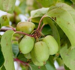 Aktinidie význačná, kiwi - samosprašná 'Kiwi Bes' - Actinidia arguta 'Kiwi Bes'