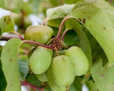 Aktinidie význačná, kiwi - samosprašná 'Kiwi Bes'