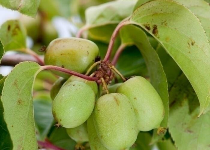 Aktinidie význačná, kiwi - samosprašná 'Kiwi Bes' - Actinidia arguta 'Kiwi Bes'