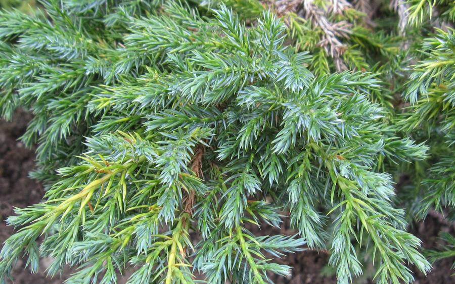 Jalovec šupinatý - Juniperus squamata