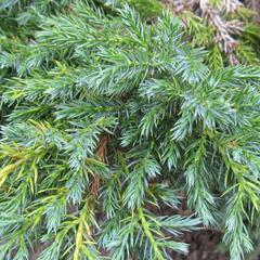 Jalovec šupinatý - Juniperus squamata