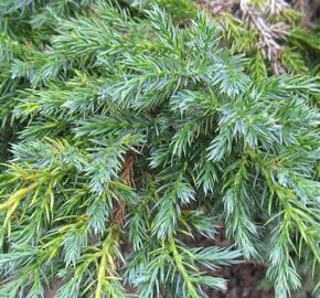 Jalovec šupinatý - Juniperus squamata