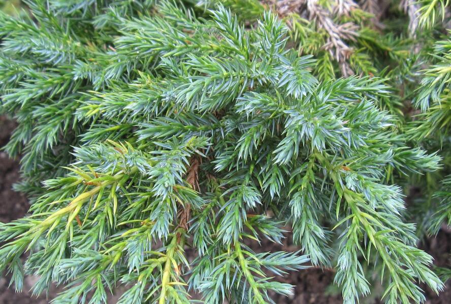 Jalovec šupinatý - Juniperus squamata
