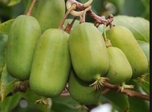 Aktinidie význačná, kiwi - samičí 'Jumbo' - Actinidia arguta 'Jumbo'