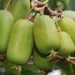 Aktinidie význačná, kiwi - samičí 'Jumbo' - Actinidia arguta 'Jumbo'