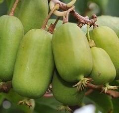 Aktinidie význačná, kiwi - samičí 'Jumbo' - Actinidia arguta 'Jumbo'