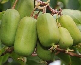 Aktinidie význačná, kiwi - samičí 'Jumbo'