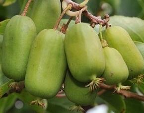 Aktinidie význačná, kiwi - samičí 'Jumbo' - Actinidia arguta 'Jumbo'