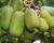 Aktinidie význačná, kiwi - samičí 'Jumbo'