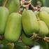aktinidie-vyznacna-kiwi-samici-jumbo.jpg