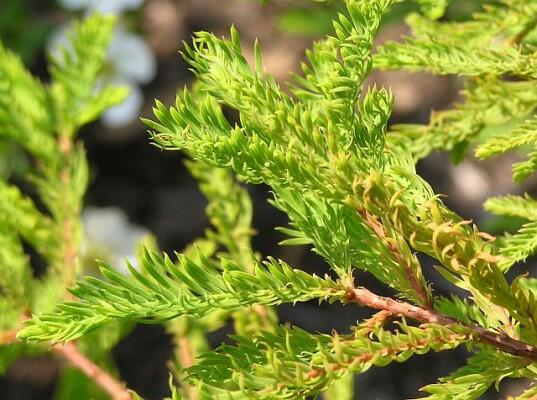 Tisovec dvouřadý 'Secrest' - Taxodium distichum 'Secrest'