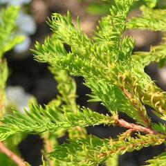 Tisovec dvouřadý 'Secrest' - Taxodium distichum 'Secrest'