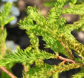 Tisovec dvouřadý 'Secrest' - Taxodium distichum 'Secrest'