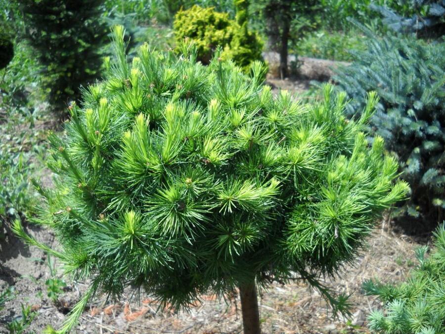 Modřín opadavý 'Globus' - Larix decidua 'Globus'