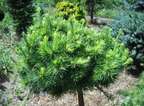 Modřín opadavý 'Globus' - Larix decidua 'Globus'