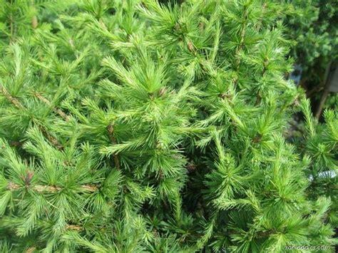 Modřín opadavý 'Globus' - Larix decidua 'Globus'