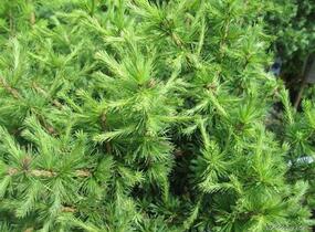 Modřín opadavý 'Globus' - Larix decidua 'Globus'