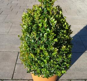 Zimostráz malolistý 'Faulkner' - kužel - Buxus microphylla 'Faulkner' - kužel