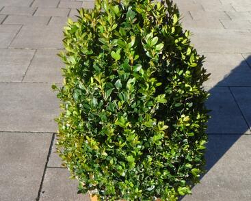 Zimostráz malolistý 'Faulkner' - kužel