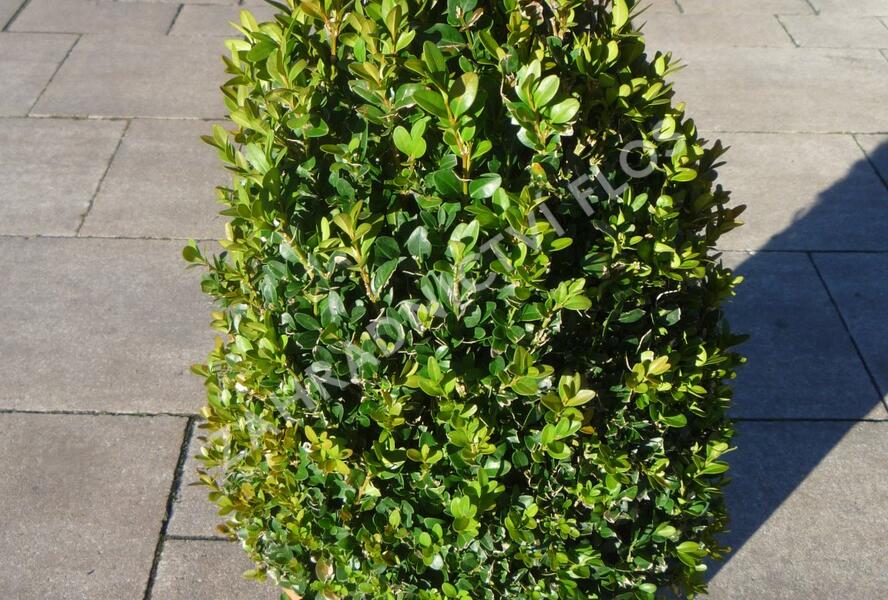 Zimostráz malolistý 'Faulkner' - kužel - Buxus microphylla 'Faulkner' - kužel