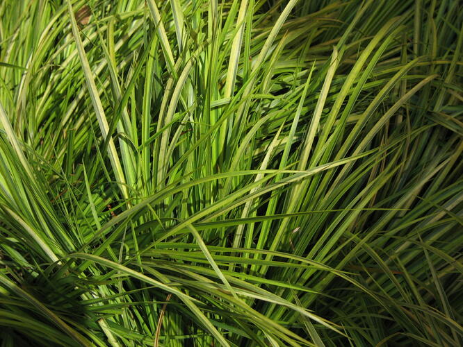 Puškvorec trávolistý 'Ogon' - Acorus gramineus 'Ogon'