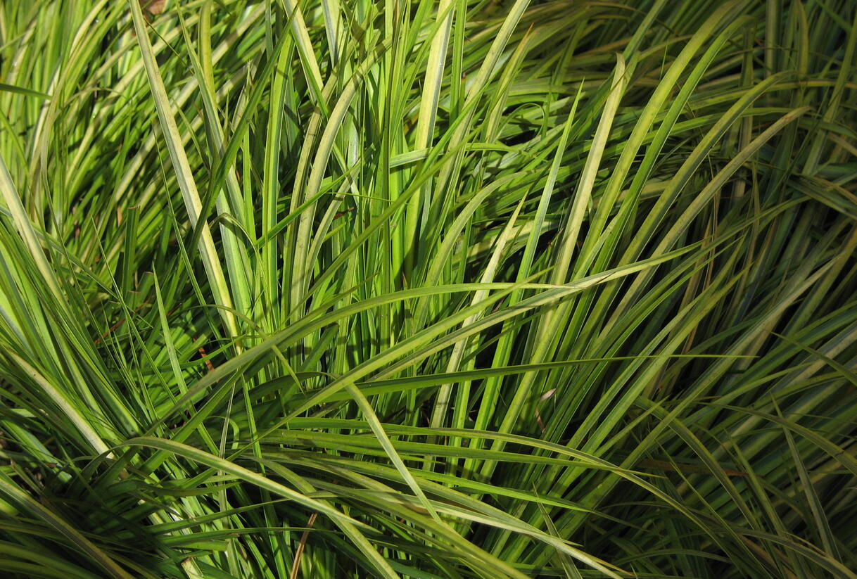 Puškvorec trávolistý 'Ogon' - Acorus gramineus 'Ogon'