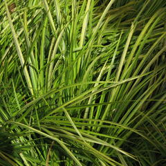 Puškvorec trávolistý 'Ogon' - Acorus gramineus 'Ogon'