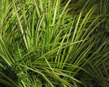 Puškvorec trávolistý 'Ogon'