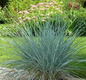 Žitňák - Agropyron magellanicum