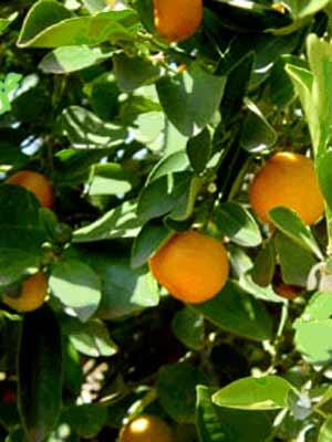 Citroník ušlechtilý (mandarinka) - Citrus nobilis