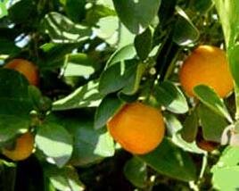 Citroník ušlechtilý (mandarinka)