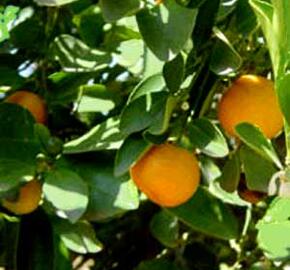 Citroník ušlechtilý (mandarinka) - Citrus nobilis