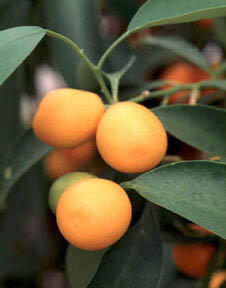 Kumkvat oválný - Citrus japonica (Fortunella margarita)