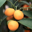Kumkvat oválný - Citrus japonica (Fortunella margarita)