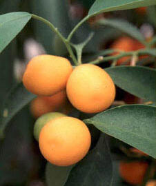 Kumkvat oválný - Citrus japonica (Fortunella margarita)